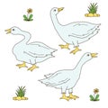 Goose gander farm birds icons vector set Royalty Free Stock Photo