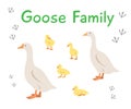 Goose, gander and goslings in different poses flat cartoon illustration isolated on white