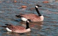 Goose and Gander swam together