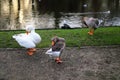 Goose in garden