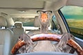 Goose with glasses driving a car
