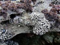 Goose or gooseneck barnacles order Pedunculata at Botanical Beach in low tide, Vancouver Island Royalty Free Stock Photo