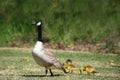 Goose with gosling chicks behind Royalty Free Stock Photo