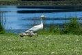 Goose_Gosling_2