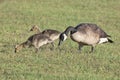 Goose with Two Goslings
