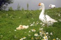 Goose with goslings on the grass next to the pond. Royalty Free Stock Photo