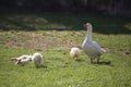 Goose and goslings on grass