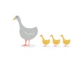 Goose with goslings isolated image on white background Royalty Free Stock Photo