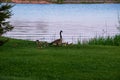 Goose and goslings at sunset on the shore of the Chippewa Flowage in the Northwoods forest Royalty Free Stock Photo