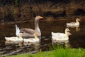 A goose and goslings are swimming along the river Royalty Free Stock Photo