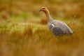 Goose in the grass, Chloephaga hybrida, Kelp goose, is a member of the duck, goose. It can be found in the Southern part of South Royalty Free Stock Photo