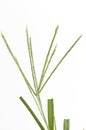 Goose grass, Fore foot grass, Wire grass, Yard grass (Eleusine indica (L.) Gaertn).