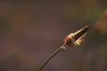 Goose grass with a snail on stem