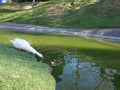 Goose on green field drinking water Royalty Free Stock Photo