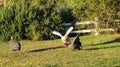 Goose and guineafowls Royalty Free Stock Photo