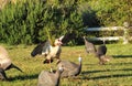 Goose and guineafowls Royalty Free Stock Photo