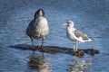 Goose and gull sharing a log on the pond Royalty Free Stock Photo