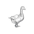 Goose Hand Drawn Vector Illustration. Abstract Domestic Poultry Bird Sketch. Engraving Style Drawing.