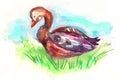 Goose hand painted watercolor illustration