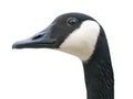 Goose Head with Clipping Path Royalty Free Stock Photo