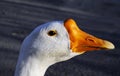 Goose head in close Royalty Free Stock Photo