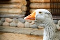 Goose head close-up front. Portrait of a white, gray goose head. Poultry goose, head and beak close-up. White young Royalty Free Stock Photo