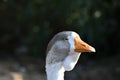 Goose head. Goose head close up. grey goose Royalty Free Stock Photo