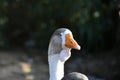 Goose head. Goose head close up. grey goose Royalty Free Stock Photo