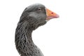 Goose Head A close up Royalty Free Stock Photo