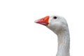 Goose Head A close up Royalty Free Stock Photo