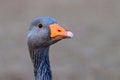 Goose head a close up image with an orange bill Royalty Free Stock Photo