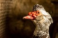 Goose head close - up from the side Royalty Free Stock Photo