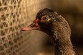 Goose head close - up from the side Royalty Free Stock Photo