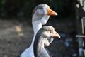 Goose head. Goose head close up. grey goose Royalty Free Stock Photo