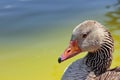 Goose head Royalty Free Stock Photo