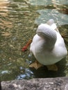 Snuggly White goose