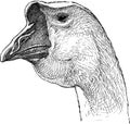 Goose head