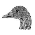 Goose Head Vector Illustration Royalty Free Stock Photo
