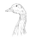 A goose head Royalty Free Stock Photo