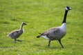 A goose and her baby Royalty Free Stock Photo