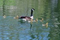 A goose and her goslings