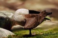 goose hiding under the wing Royalty Free Stock Photo