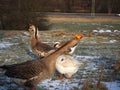 Goose hiss on people in the farm in winter Royalty Free Stock Photo