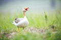 goose hissing in defense of a nest in meadow Royalty Free Stock Photo