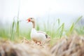 goose hissing in defense of a nest in meadow Royalty Free Stock Photo