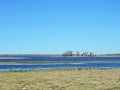 Goose and homestead in flood field, Lithuania Royalty Free Stock Photo