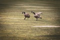 Goose Honking at it`s Mate