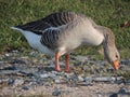 goose hunting for insects on the ground