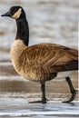 Goose On Ice Settlers Park