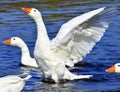 Goose Royalty Free Stock Photo